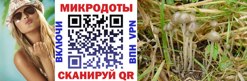 Галлюциногенные грибы Psilocybine cubensis  Вихоревка 